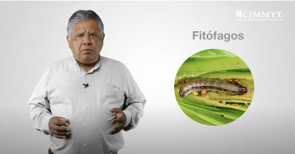 Fernando Bahena explica que este tipo de insectos, como el gusano cogollero, se alimenta de hojas, tallos o raíces. Identificarlos correctamente es el primer paso para aplicar controles específicos sin afectar a los insectos benéficos del ecosistema agrícola. (Foto: CIMMYT)